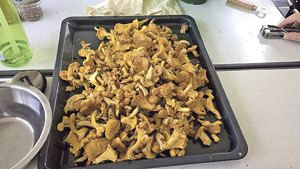 Guter Pilz Boser Pilz