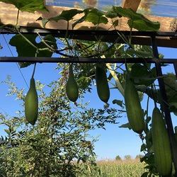 Luffa-Gurken, Gurkenschwämme