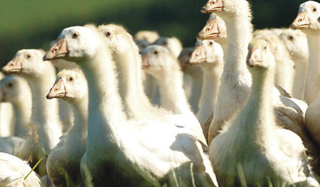  agrarfoto.com - Hans-Peter Zwicklhuber; Gosenhuberstr.10; 4550 Kremsm?nster; Austria; office@agrarfoto.com; www.agrarfoto.com; Bankverbindung- Raiba Kremsm?nster BLZ 34233; Kto.3426; IBAN AT67 3423 3000 0000 3426; BIC RZ00AT2L233; Sparkasse Passau B