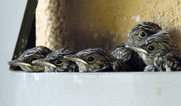 „Was wird uns die Mutter zum Essen vorbeibringen?“