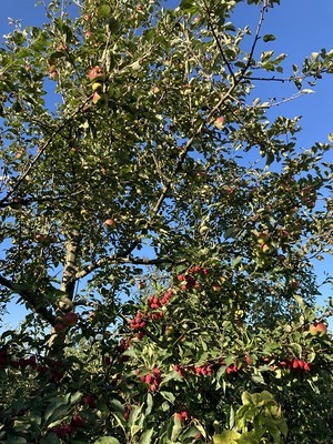 Kronprinz Rudolf sowie der Acerola-Apfel auf  einem Stamm.