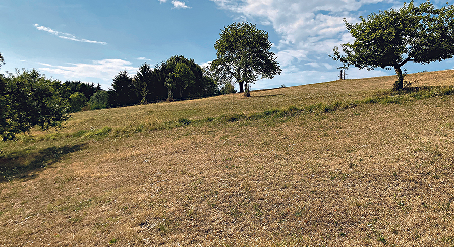 Kein Regen in Sicht. Wo sonst Kühe grasen, sieht die Wiese eher wie eine Steppe aus. / JMH Kein Regen in Sicht. Wo sonst Kühe grasen, sieht die Wiese eher wie eine Steppe aus.