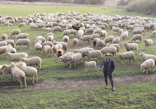 Das fehlende Schaf hat Vorrang.