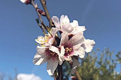 Die Mandelblüte sorgte für Frühlingsstimmung