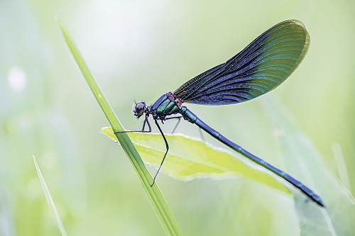 Libellen zeigen ihre Flugkünste oft in der Nähe von Wasserstellen.  