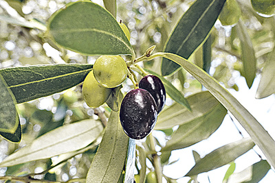 Oliven auf dem Ölbaum