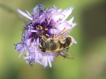 KONICA MINOLTA DIGITAL CAMERA