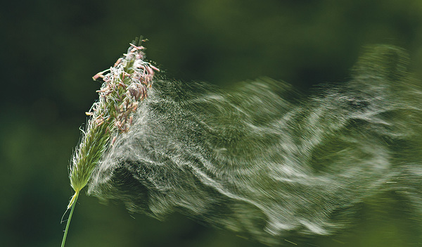Laut Experten soll die Pollen­saison heuer weniger intensiv werden.