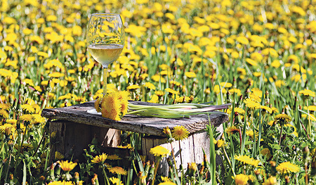 Der Löwenzahn bringt Schwung in den Frühling und punktet mit seinen wertvollen Bitterstoffen. 