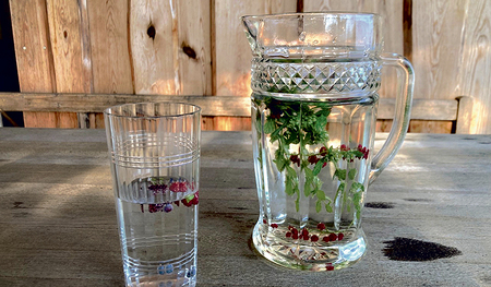 Ein paar Kräuter und Beeren im Wasserkrug sind schnell gefunden und machen das Trinken an heißen Tagen gleich viel interessanter. 