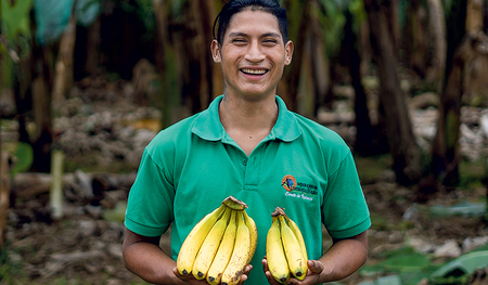 Fairtrade-Bananen aus Ecuador, die in Österreichs Lebensmittelregalen landen. 