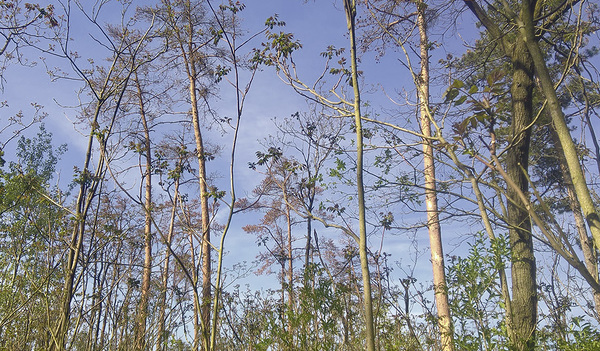 2018 war für den Wald kein gutes Jahr. Trockenschäden im einem Forst des Erzbistums Wien im Marchfeld. 