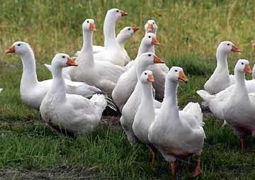 Gaenseschar.
G?nseschar, Tiere, Geschnatter, Durcheinander, Laut, Martinifest, Martinibraten, G?nsebraten, Gaensebraten, Gans, Klonen, Gleichheit, Richtungsweisend, Rudel, Gleichartiges, Verhaltensweisen,  Symbolisches, Symbole, Symbolhaftes, Symbol