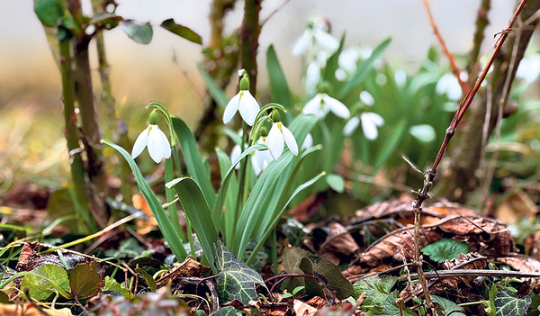 Die Lebensumstände sind nicht immer freundlich. Trotzdem ist Wachstum möglich, wie bei den Schneeglöckchen.   