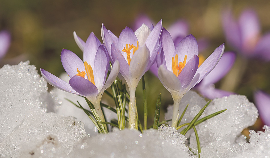 Krokusse gehören zu den ersten Nahrungsquellen der Insekten im Frühjahr.