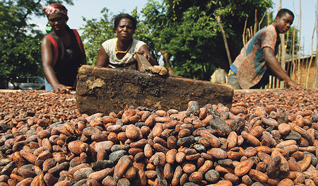 Bis Kakao bei uns im Supermarkt zu kaufen ist, haben viele Menschen dafür gearbeitet: Die Pflanze musste angepflanzt und großgezogen werden und die Kakaobohnen mussten geerntet und zu Pulver verarbeitet werden.