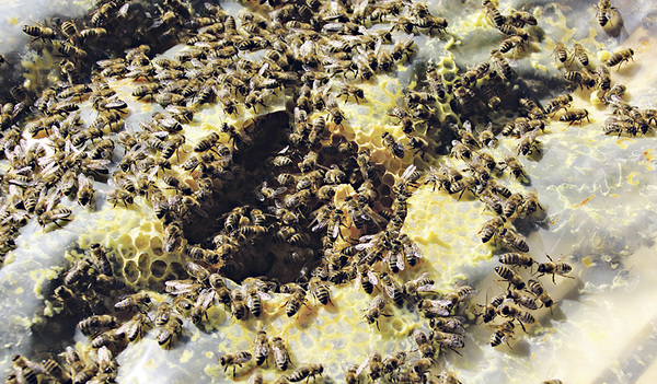 Honigbienen sind normalerweise nicht herrenlos.