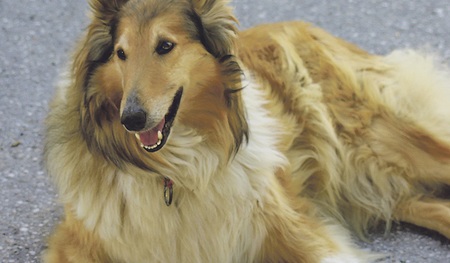 Freundlich und aufmerksam ist dieser Hund in der Familie, in der er lebt. Sein „Herrchen“ bietet ihm ausreichend Auslauf und artgerechte Nahrung. 