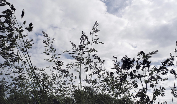 Gräservielfalt:  Knäuelgras, Grannengras und Lieschgras.  