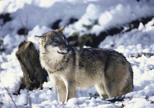 Canis lupus,	Wolf	in the snow. 

(Picture taken in an alpine zoo.) 

Austria