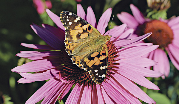 Ein Distelfalter macht Flugpause auf einer großen Blüte. 