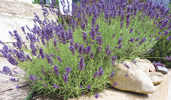 Der Lavendel blüht je nach Sorte in unterschiedlichen  Violett-Tönen.  