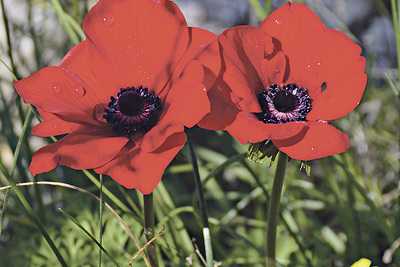 Anemonen am Wegrand sind Frühlingsboten.  