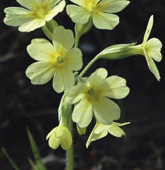 Fr?hlingserwachen, Fr?hling, Himmelschl?sselblume, Himmelschl?sserl, Natur, Gesundheit, Tee, Primula officinalis, Mittel gegen Ohnmacht, Wiese, streng gesch?tzte Blume


Franz Maria Glaser
Einfaltstra?e 7, 4020 Linz
SPARDABANK Linz
BLZ 49460 
Kontonu