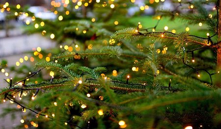 Bekannte Lieder und Texte für das Feiern unterm Christbaum gibt es im Bibelwerk. 