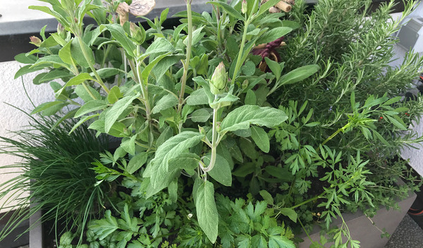 Dieses Kräuterbeet am Balkon hat - Homeoffice sei Dank - täglich meine besondere Aufmerksamkeit.