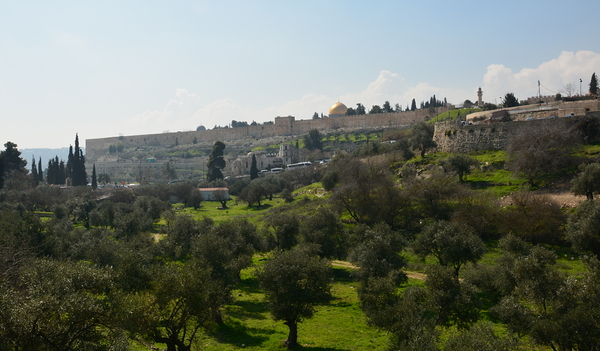 Ölgarten am Abhang des Ölbergs mit Blick auf den Tempelberg.   Im Markusevangelium steht: „Sie kamen zu einem Grundstück, das Getsemani – Öl-Kelter – heißt.“