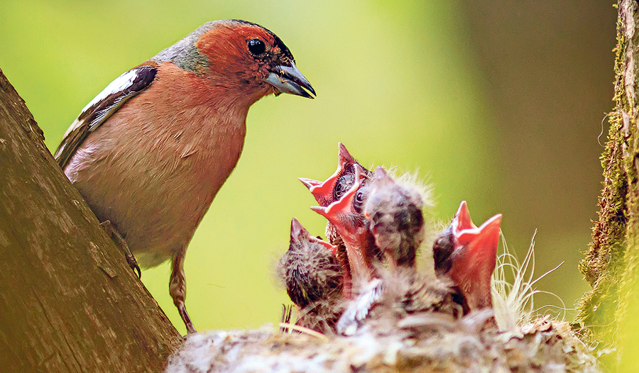 Im März beginnen viele Vögel zu nisten und freuen sich über alte, hohe Bäume im Garten oder Nistkästen, wo sie ihre Jungen aufziehen können.   