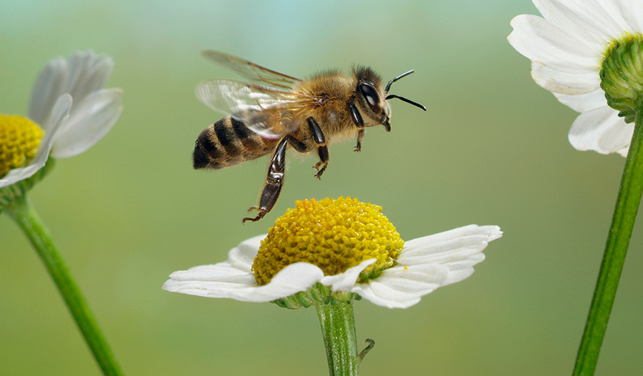 Eine Biene und eine Blume