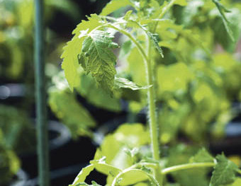 Tomatenpflanze Steckling
