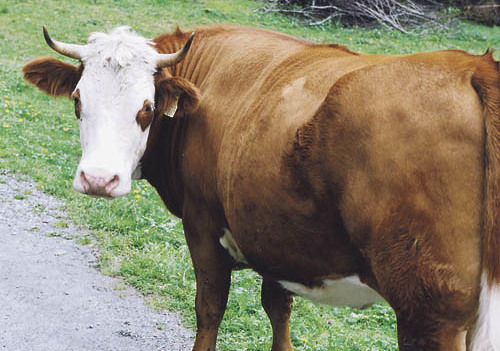 Wanderung, Kuh, Weide, Tiere, Tier, Milch, Alm, Berge, Wanderweg, Wiese, H?rner, Futter

Franz Maria Glaser, Einfaltstra?e 7, 4020 Linz
BLZ 49460 Spardabank
Kontonummer 378444