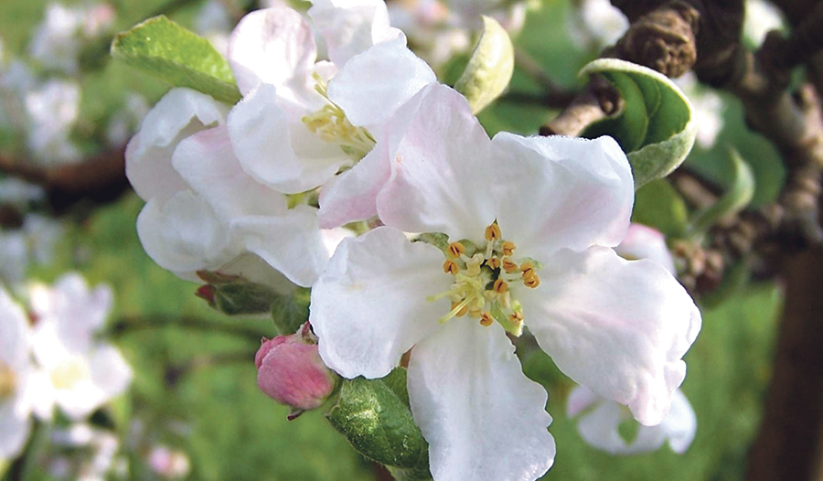 Die fünfblättrige Blüte des Apfels. / Wikimedia / Opioła Jerzy Die fünfblättrige Blüte des Apfels.