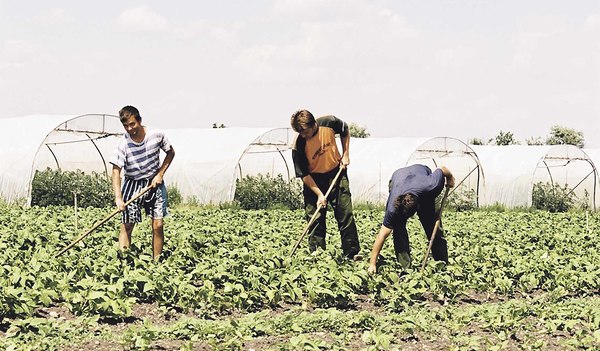 Arbeits-intensiver Biolandbau: Saisonarbeiter aus Ungarn harken (Unkraut jäten) ein Feld von Bio-Bauer Erwin Binder Topfkräuter.
St. Andrä, Westhof, 31.5.2002
© Franz Josef Rupprecht; A-7123 Mönchhof; Bank: Raiba Mönchhof (BLZ 33054), Kto.-Nr.: 17.60
