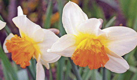  agrarfoto.com - Hans-Peter Zwicklhuber; Gosenhuberstr.10; 4550 Kremsm?nster; Austria; office@agrarfoto.com; www.agrarfoto.com; Bankverbindung- Raiba Kremsm?nster BLZ 34233; Kto.3426; IBAN AT67 3423 3000 0000 3426; BIC RZ00AT2L233; Sparkasse Passau B