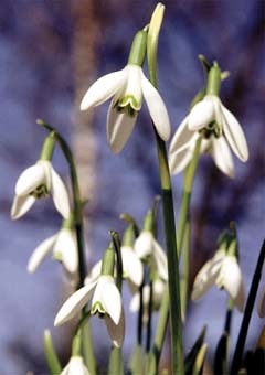 Bl?hende Schneegl?ckchen

Foto Begsteiger KEG
Erzherzog Johann-Gasse 11
Postfach 16
A-8200 Gleisdorf
Tel. / Fax: (+43) 03112 2839
PSK Wien 7280342
