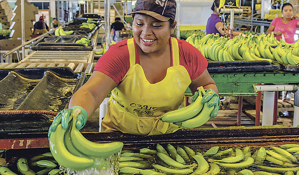 Die geernteten, noch grünen Bananen kommen zur Reinigung ins  Wasserbad.