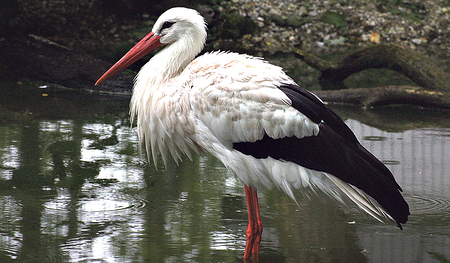 Ein Weiß- oder Klapperstorch.  