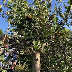 Aroniabeere als Baum gezogen.