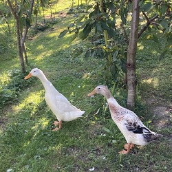Die beiden Laufenten finden heuer besonders viel Nahrung (viele Nacktschnecken).