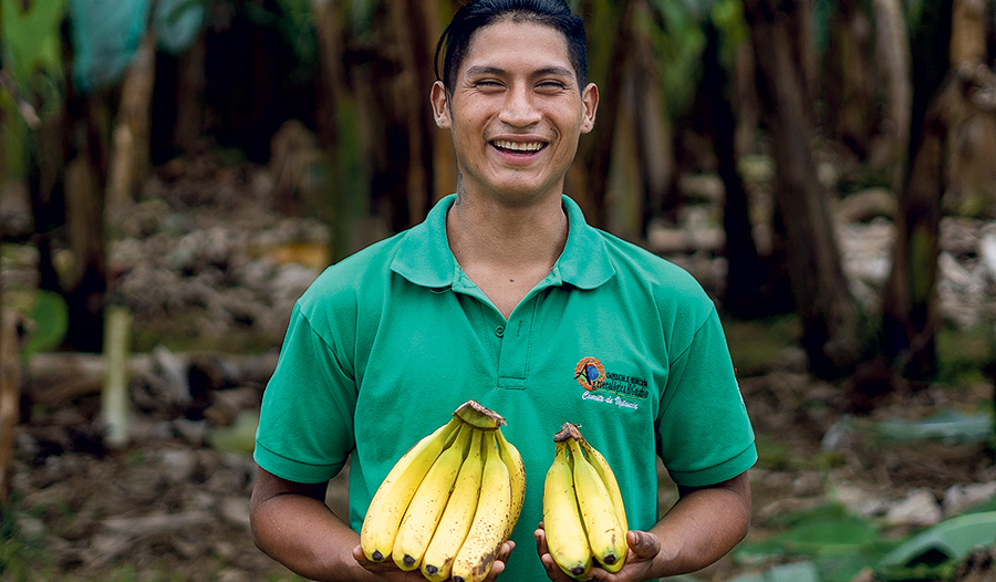 Fairtrade-Bananen aus Ecuador, die in Österreichs Lebensmittelregalen landen. 