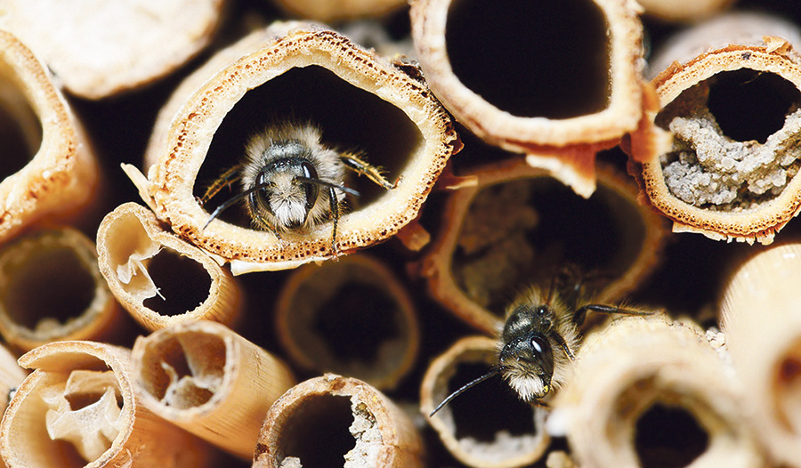 Bienen bewohnen gerne lange Schilfhalme. 