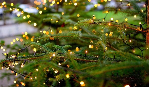 Bekannte Lieder und Texte für das Feiern unterm Christbaum gibt es im Bibelwerk. 