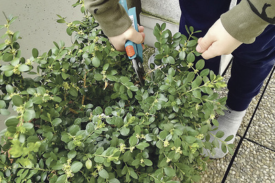 Vom Buchsbaum schneiden auf der Terrasse: Heuer wird beim Palmbuschen improvisiert.  