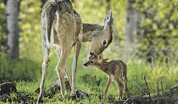 Der Frühling ist eine anstrengende Zeit für Tiereltern. Die jungen Vögel schreien dauernd nach Futter, die kleinen Hasen müssen vor Feinden gut versteckt werden, und auch auf die jungen Hirschkälber lauern viele Gefahren im Wald.  