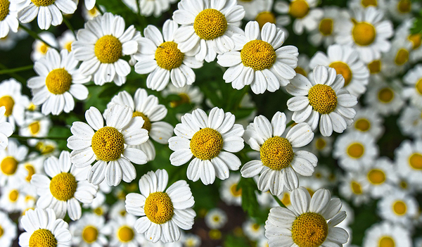 Maria wurde traditionell als 'Blume des Feldes und Lilie in den Tälern' verehrt und zu Mariä Himmelfahrt werden Kräuter gesegnet.