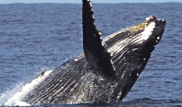 Der Vatikan unterstützt die derzeit laufenden UN-Verhandlungen über ein neues Meeresschutzabkommen.   